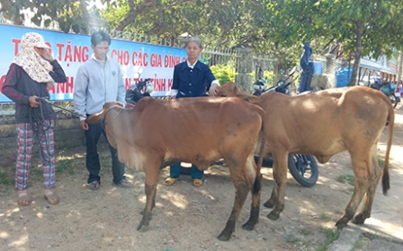 Tổng Công ty Điện lực Miền Trung trao tặng 15 con bò trị giá gần 250 triệu đồng cho 15 hộ nghèo đồng bào DTTS huyện Ngọc Hồi (nguồn: baokontum.com.vn)