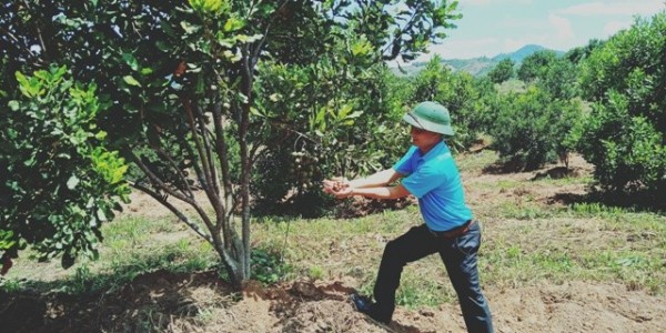 Vườn cây Macca ở huyện Kon Rẫy sử dụng công nghệ tưới nhỏ giọt đã cho thu hoạch quả đạt chất lượng