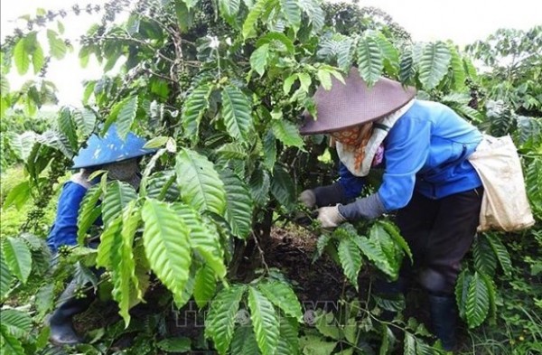 Xã viên HTX Nông nghiệp Công Bằng Pô Kô (Đăk Hà, Kon Tum) chăm sóc vườn cà phê