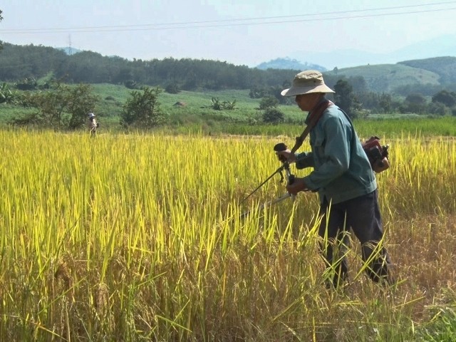 Người dân thu hoạch lúa định hướng hữu cơ tại xã Đăk Tơ Re