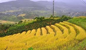 Mùa vàng bội thu ở xã Măng Ri, huyện Tu Mơ Rông (ảnh trên Internet)