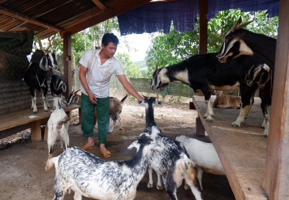 Người dân huyện Ia H’Drai phát triển chăn nuôi, vượt qua những khó khăn do đại dịch. Ảnh: D.Đ.N