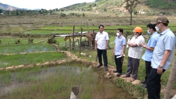 Đồng chí Võ Trung Mạnh - Phó Bí thư Huyện ủy, Chủ tịch UBND huyện kiểm tra mô hình lúa ST25 tại xã Đăk Sao