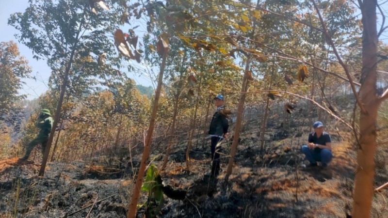 Rừng trồng bạch đàn bị cháy khiến 2 người tử vong (ảnh của KRT)
