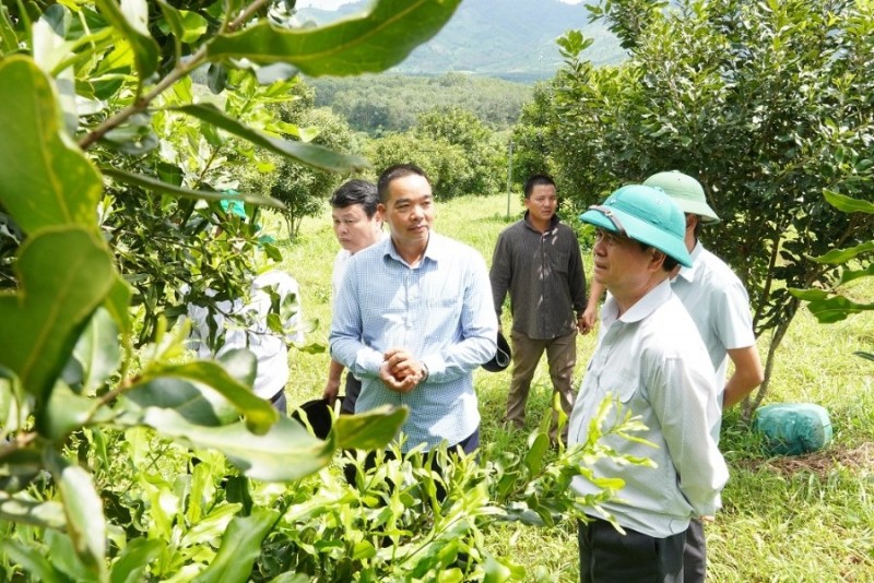 Phó Chủ tịch UBND tỉnh Nguyễn Hữu Tháp tham quan vườn mắc ca đang cho thu hoạch quả tại huyện Đăk Tô. (ảnh: baokontum.com.vn)
