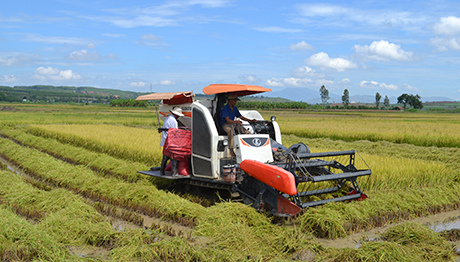 Nông dân xã Đoàn Kết, thành phố Kon Tum thu hoạch lúa. Ảnh: V.N