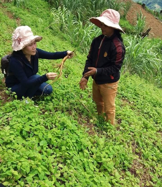 Tổ liên kết Phụ nữ dân tộc thiểu số trồng sâm dây Ngọc Linh.