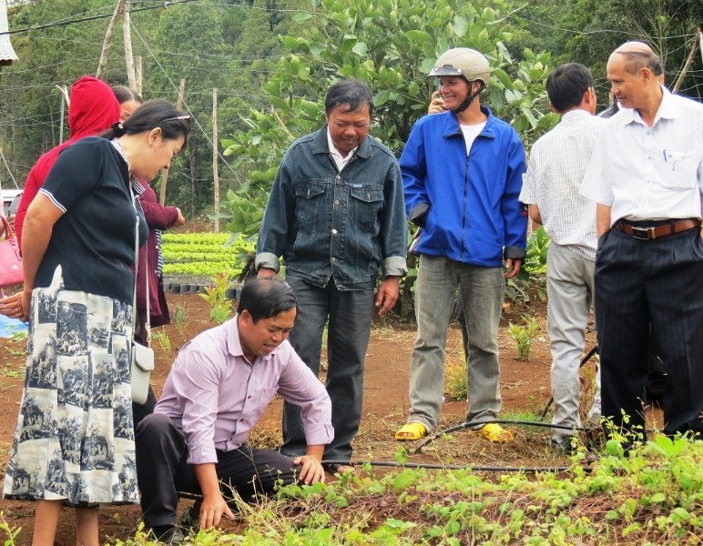 Giới thiệu mô hình trồng sâm dây tại huyện Kon Plông